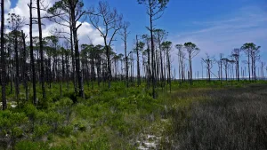 BIG LAGOON STATE PARK- SALT MARSHES - ENJOYPENSACOLA.COM