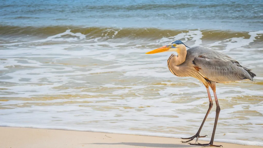 Perdido-Key-State-Park-Great-Blue-Heron-