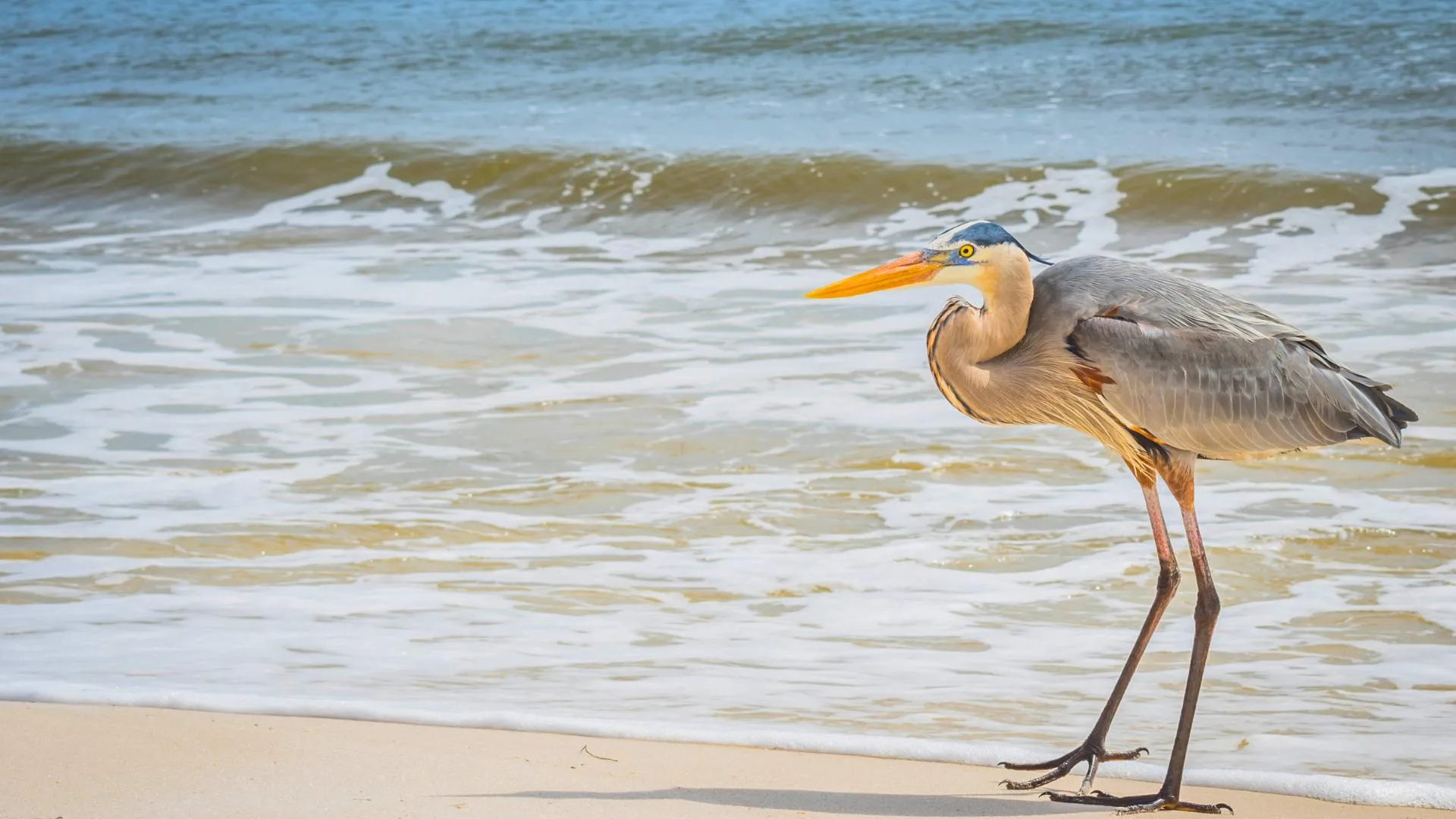 Perdido-Key-State-Park-Great-Blue-Heron-